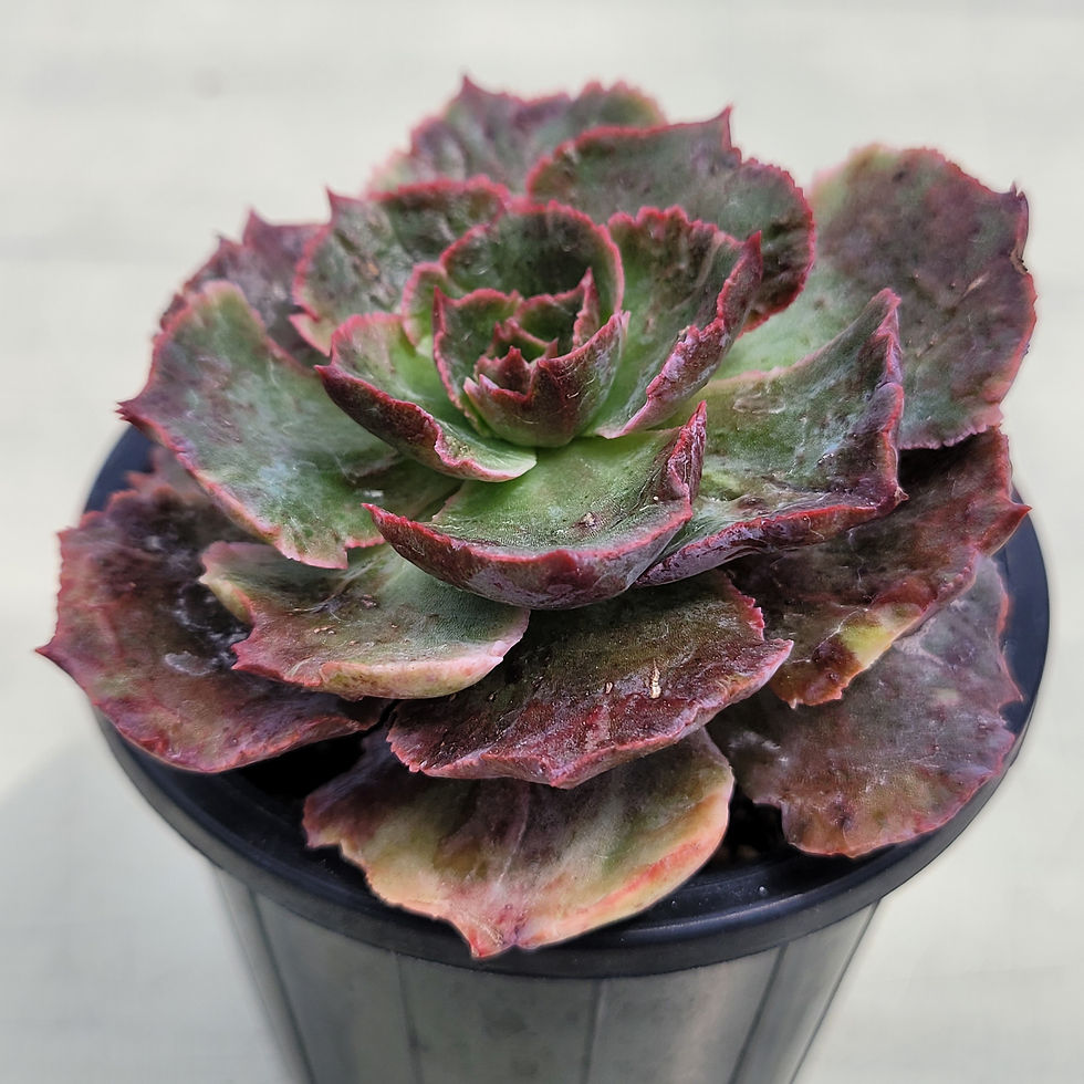Thumbnail: Echeveria Opinio variegated 