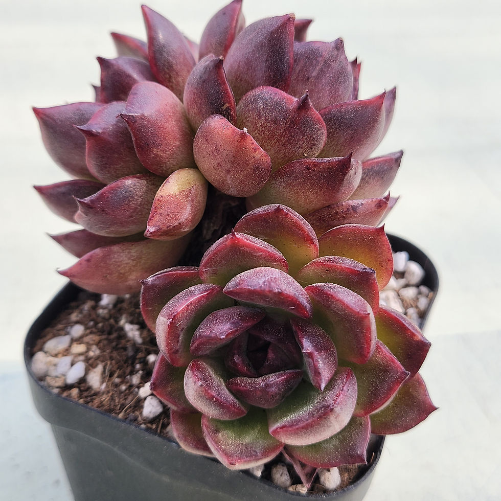 Thumbnail: Echeveria Sherry 