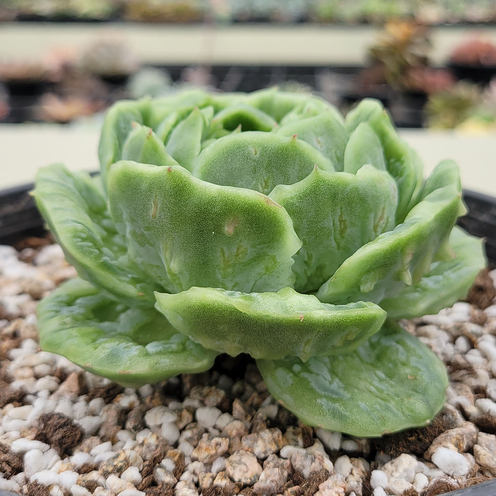 Thumbnail: Echeveria Crown Hulk variegated 