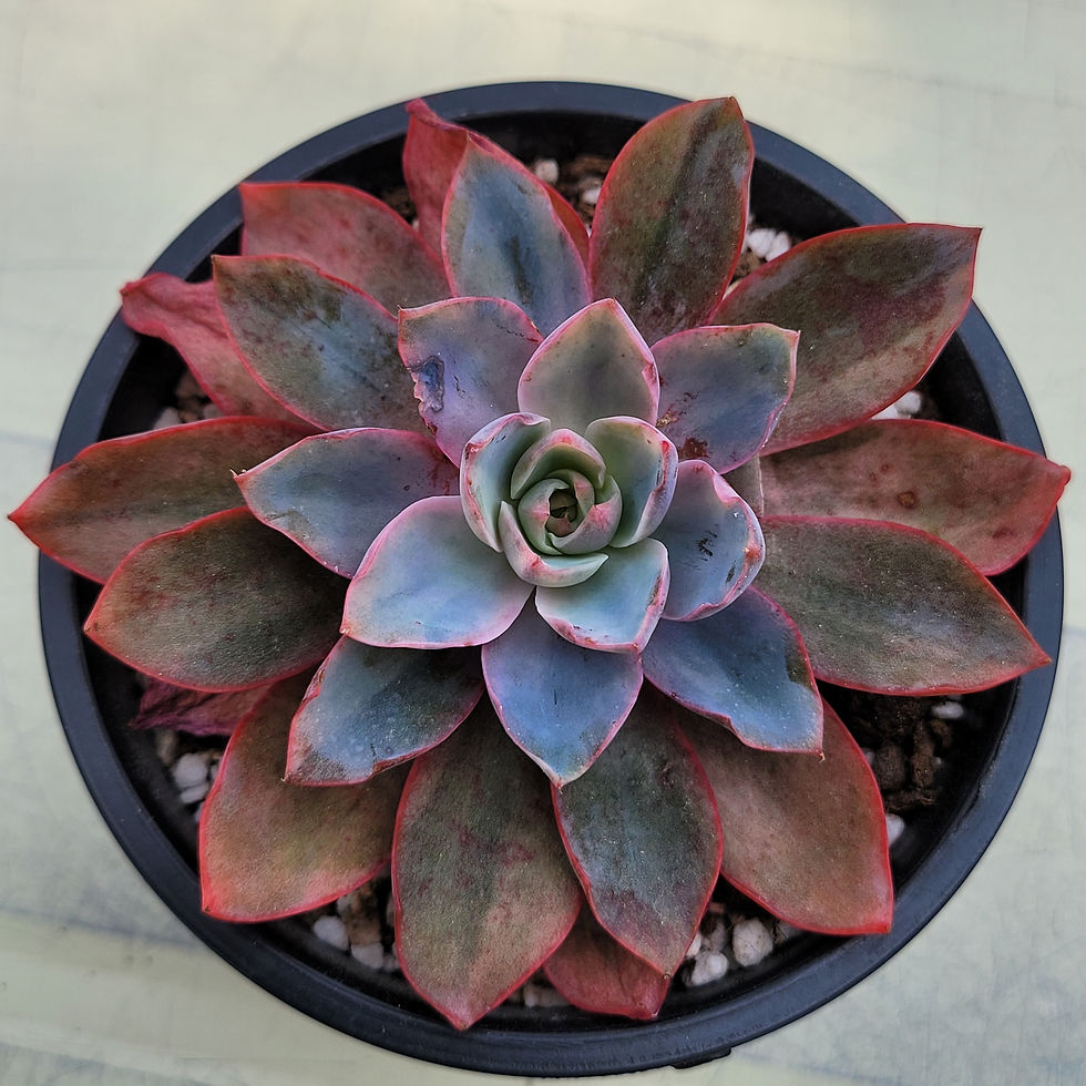 Thumbnail: Echeveria Hera variegated 