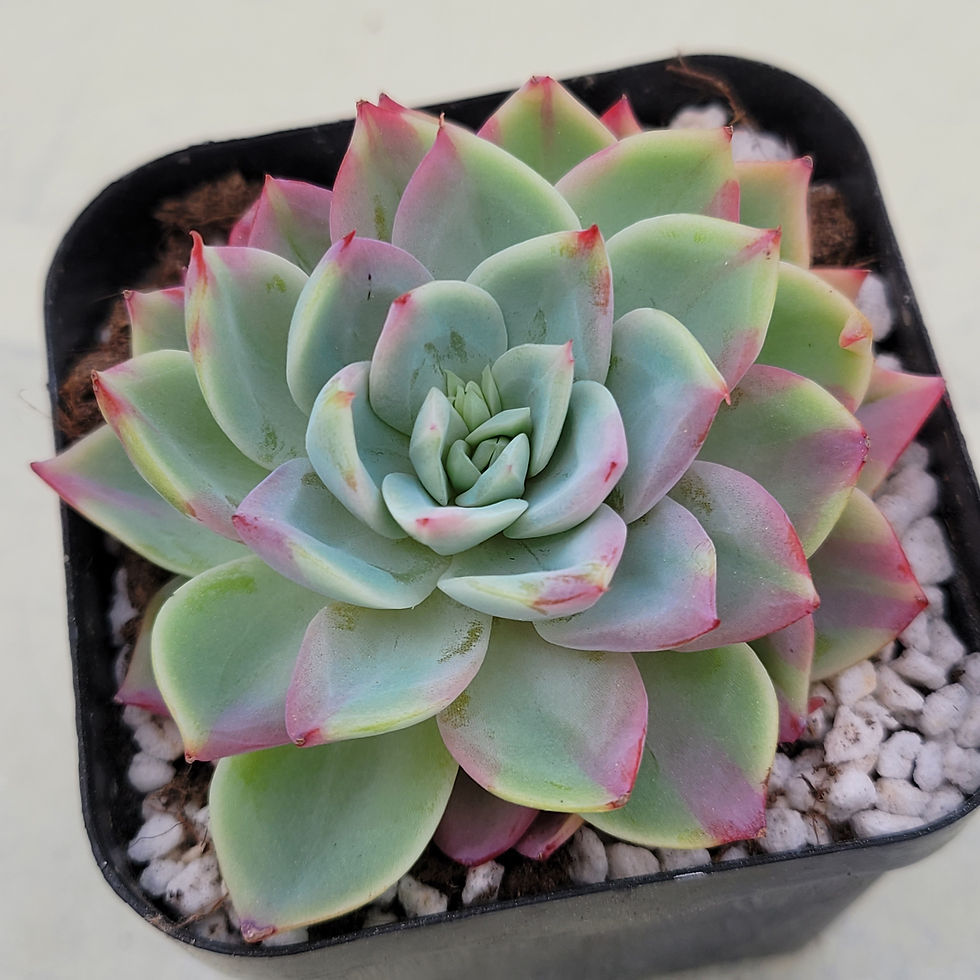 Thumbnail: Echeveria Lavender Rhapsody variegated 