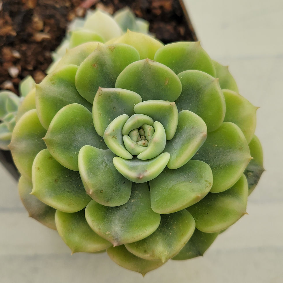 Thumbnail: Echeveria Tinker Bell variegated 