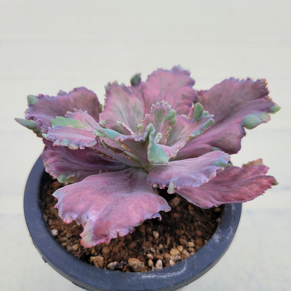 Thumbnail: Echeveria Red Chantilly 'Dragon Fin ' variegated 