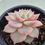Thumbnail: Echeveria Prism variegated 