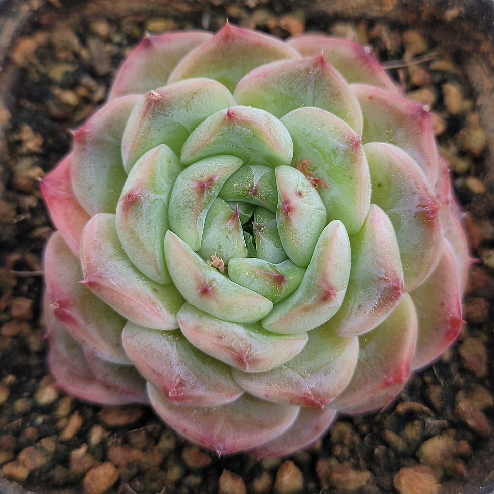 Thumbnail: Echeveria Pink Wave 