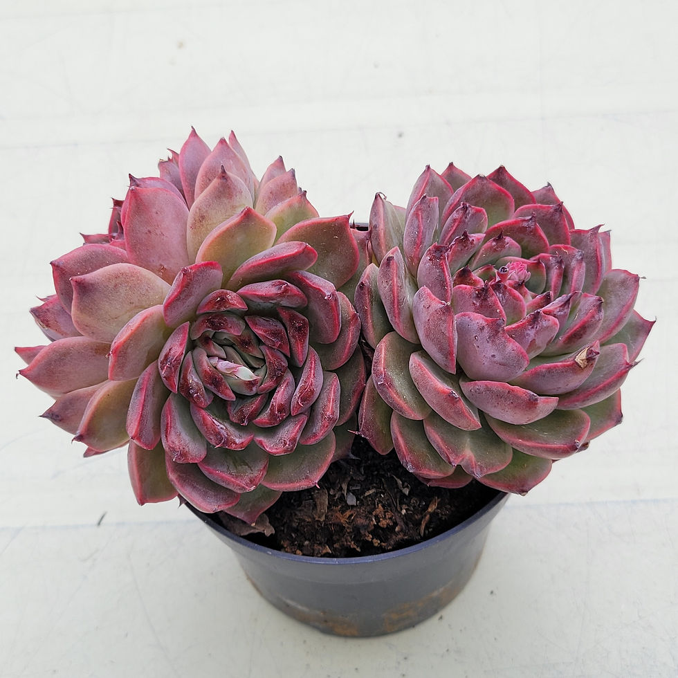 Thumbnail: Echeveria Dior 