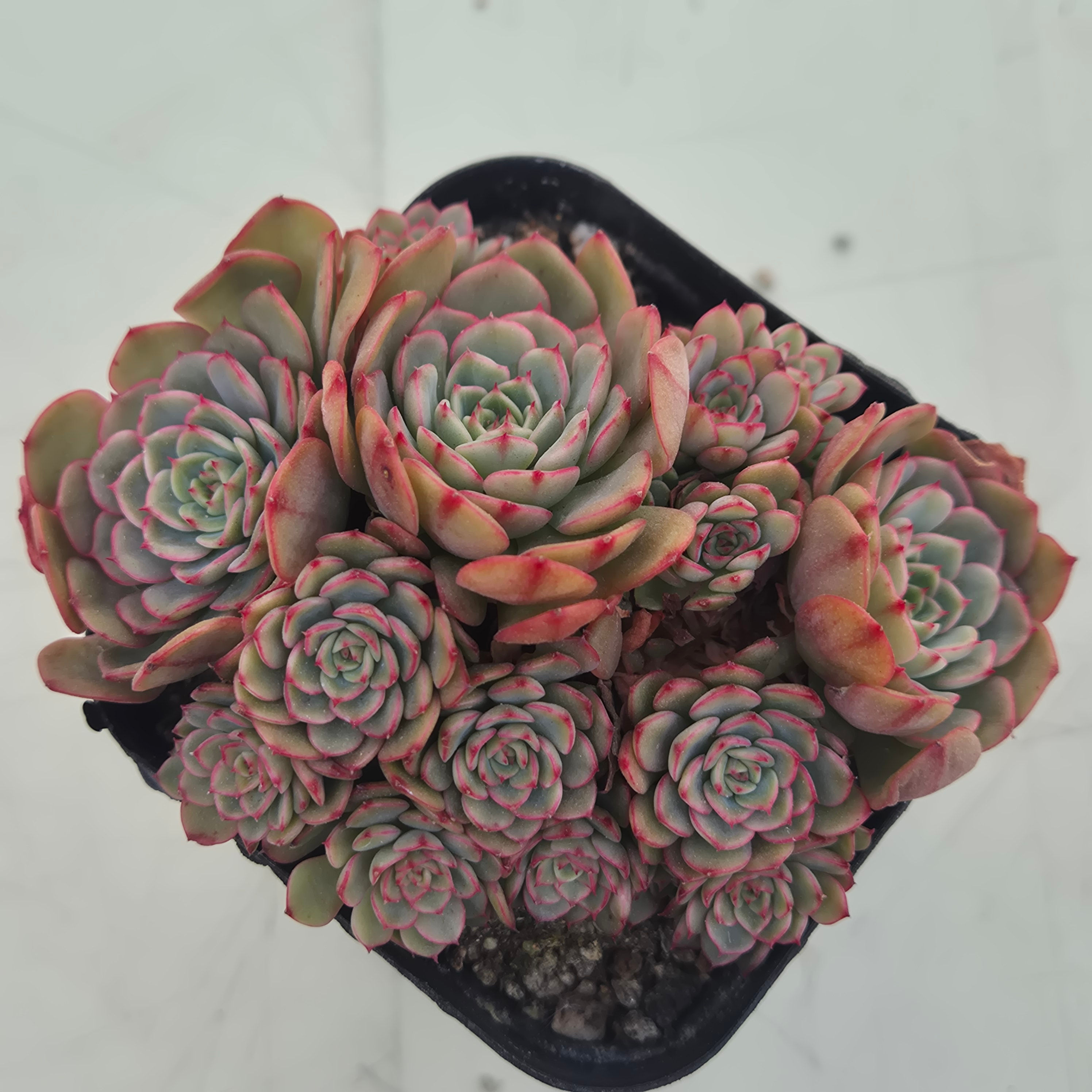Echeveria Sugar baby 