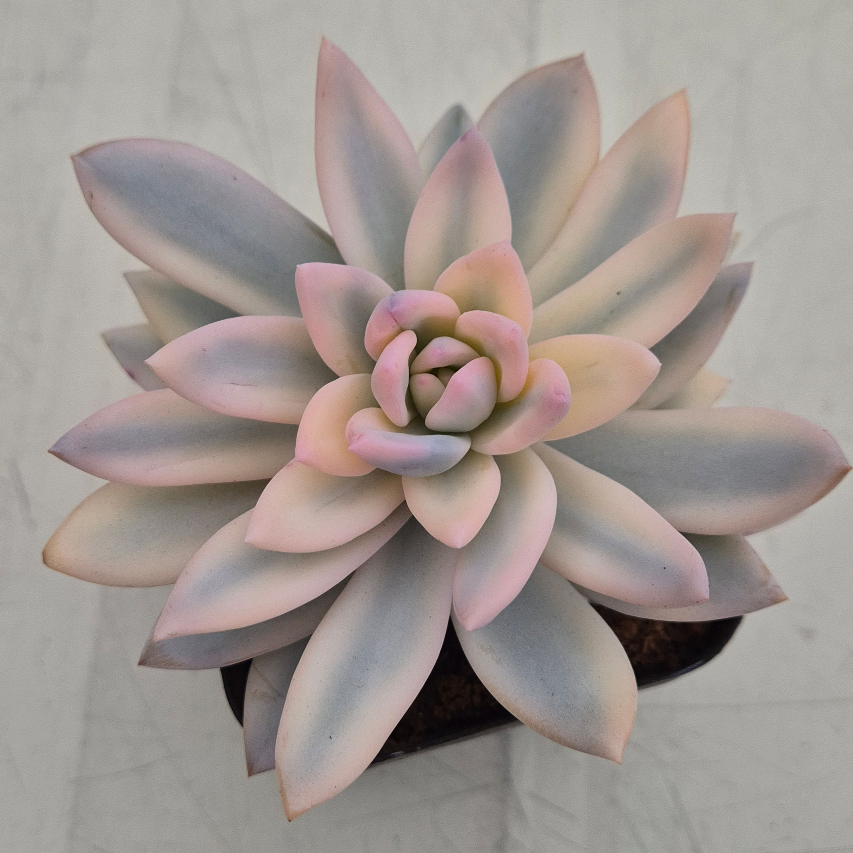 Echeveria cv SIMONOASA variegated 