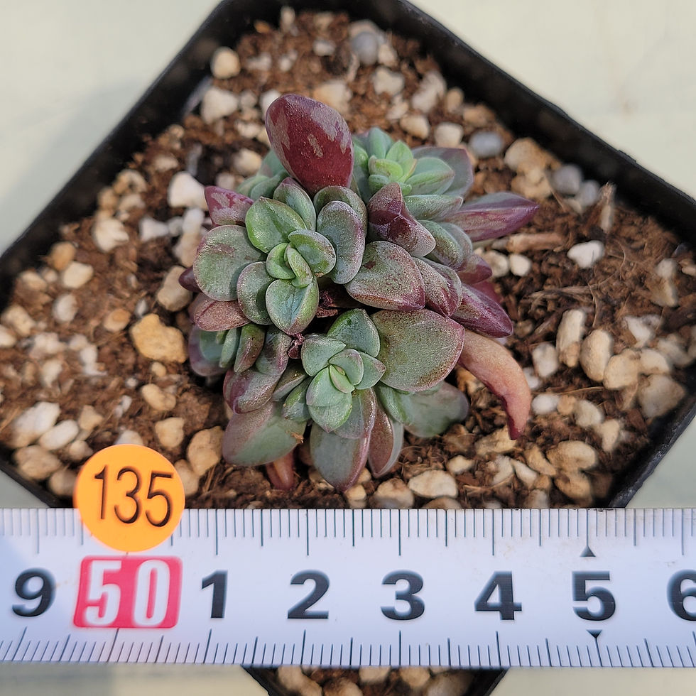 Thumbnail: Echeveria Rezly variegated 