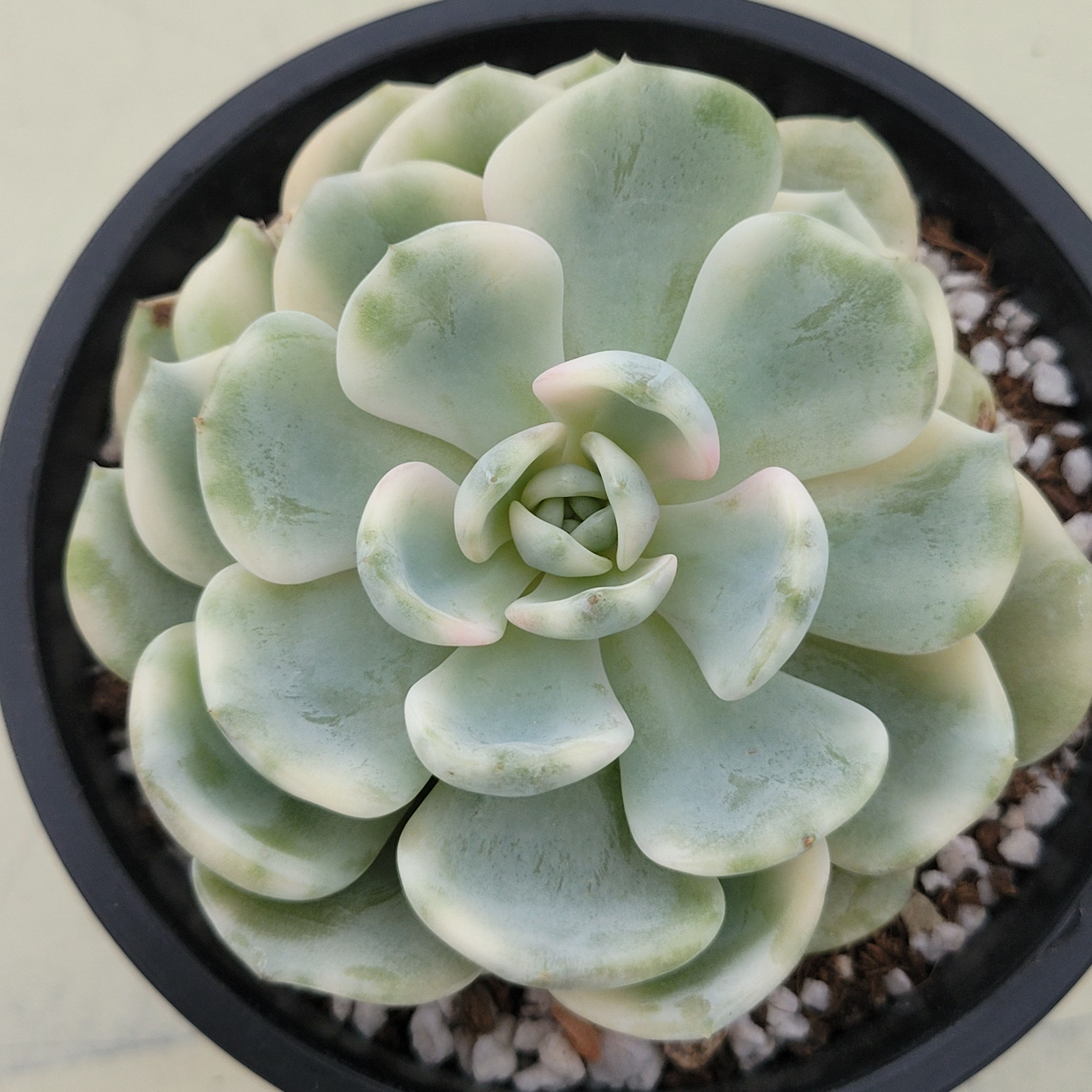 Echeveria Lucky Star variegated 
