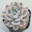 Thumbnail: Echeveria Anna Rose variegated 