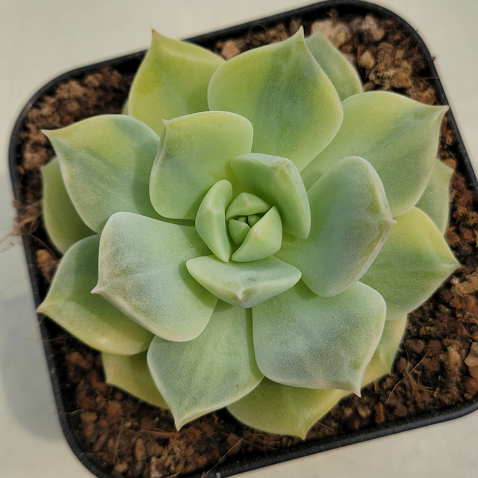 Thumbnail: Echeveria cv Hakubotan variegated 