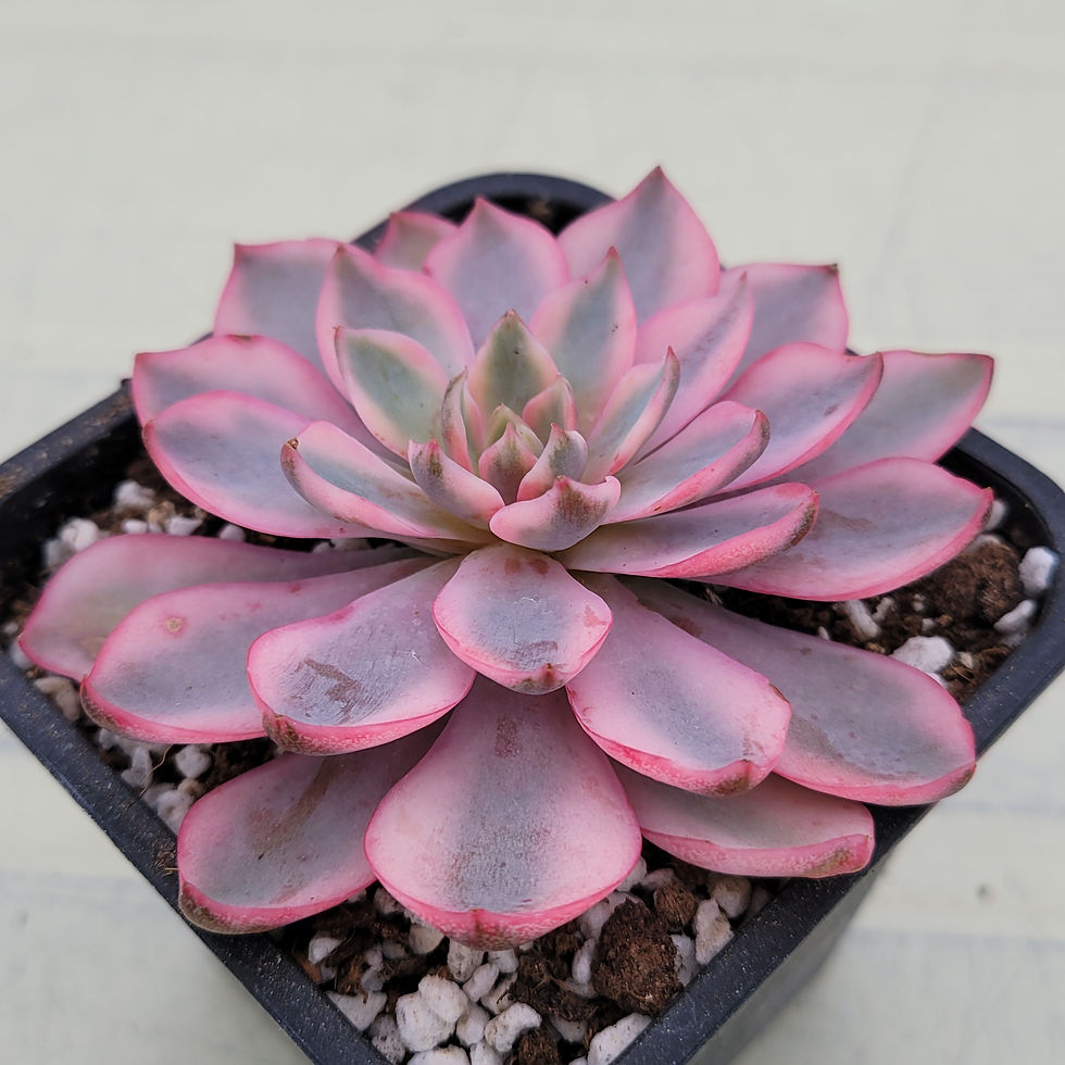 Thumbnail: Echeveria Hera variegated 