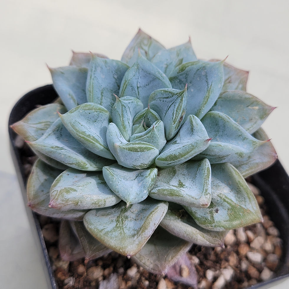 Thumbnail: Echeveria Blue Wedding 