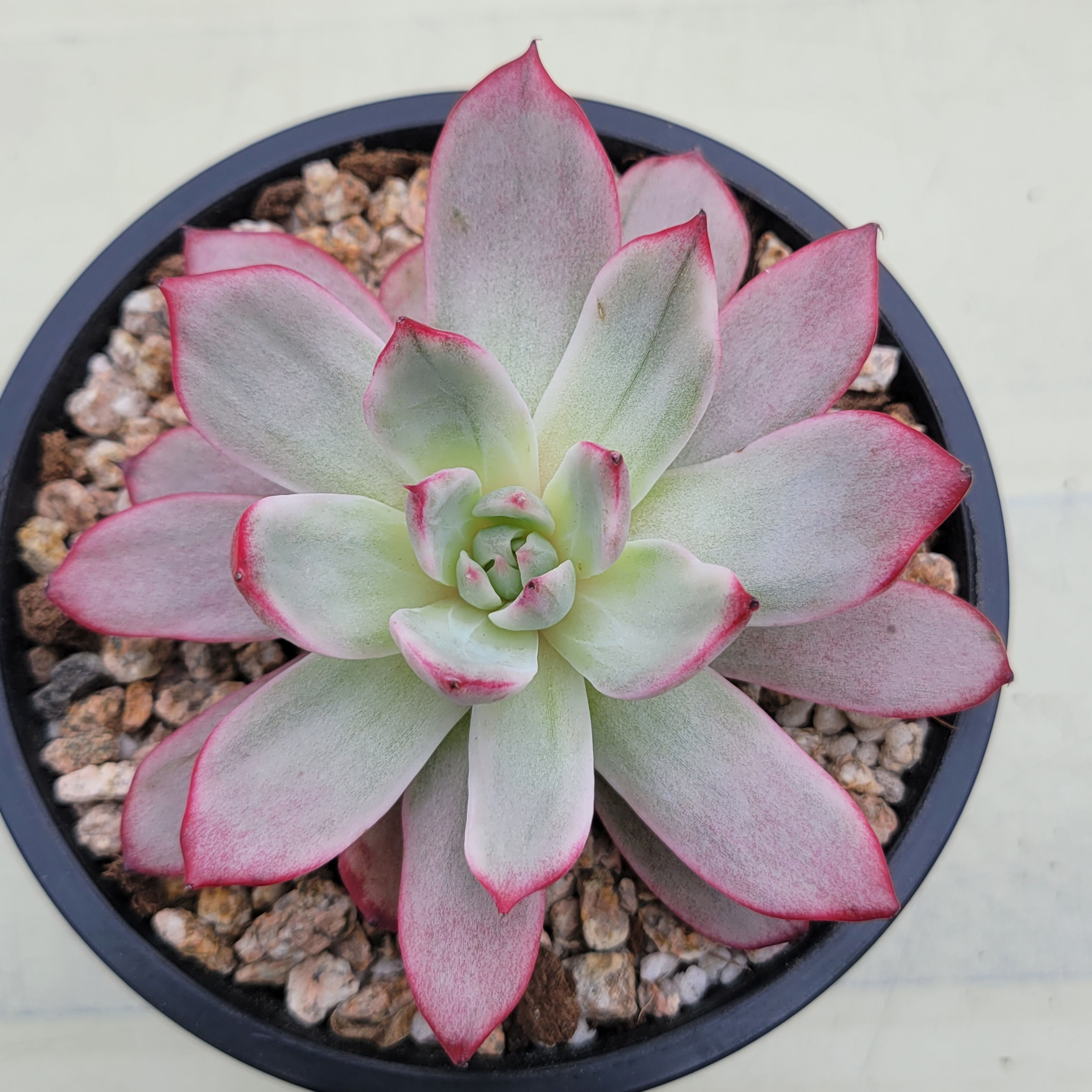 Echeveria Uranus variegated 