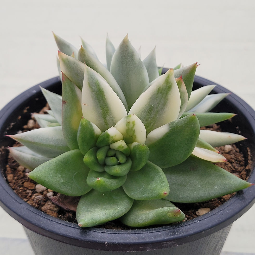 Thumbnail: Echeveria Flame variegated 