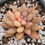 Thumbnail: Pachyphytum Angel's Finger variegated 