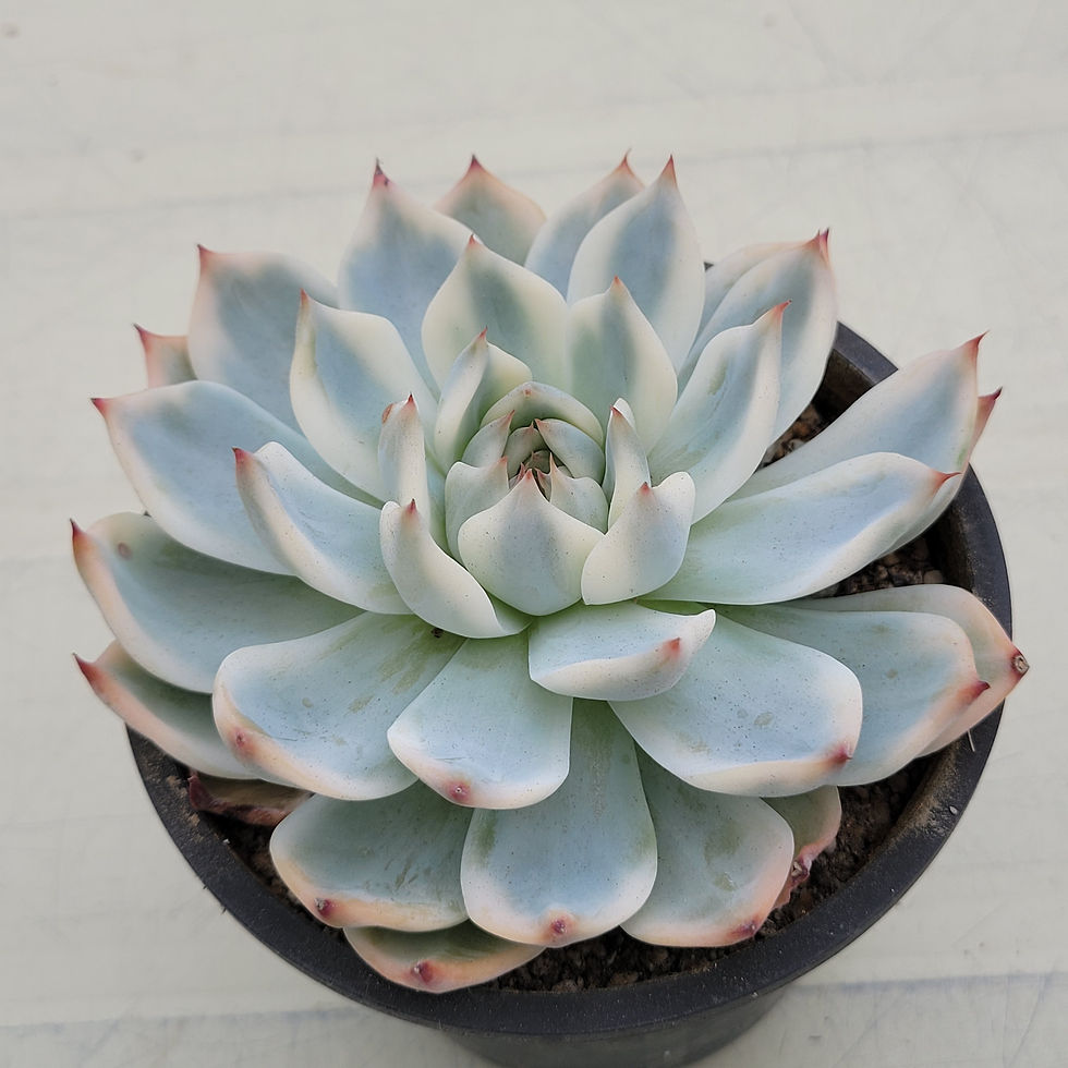 Thumbnail: Echeveria Chihuahuaensis variegated 