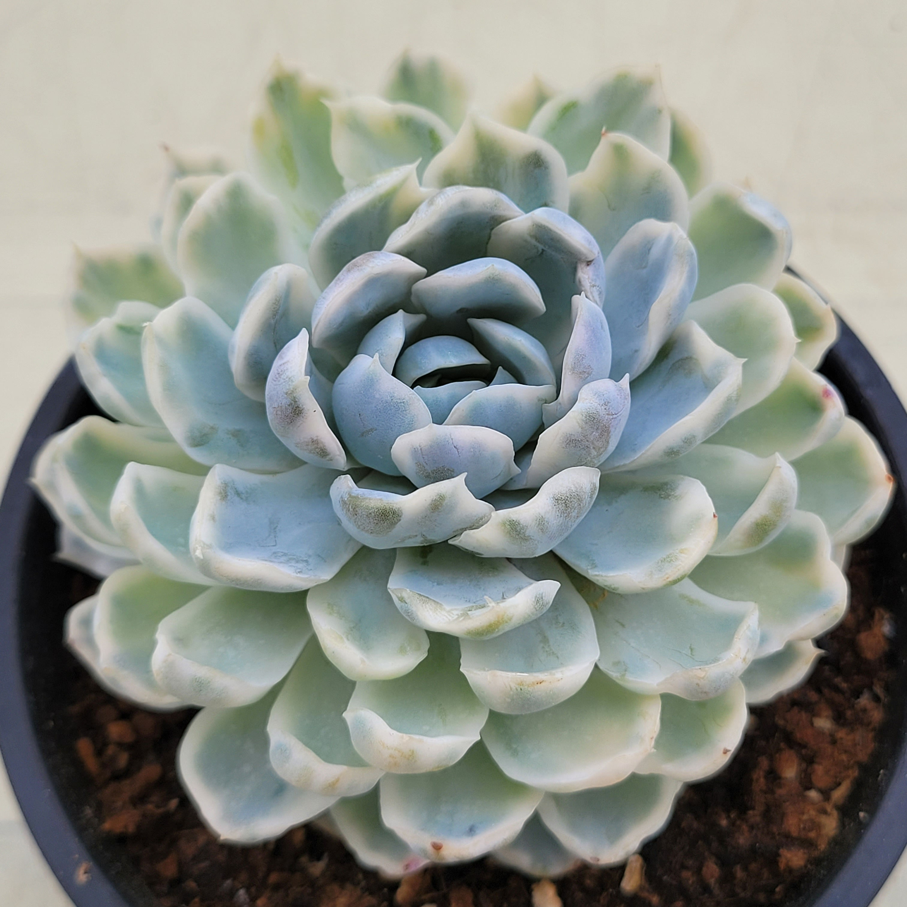 Echeveria Mexican Snowball variegated 