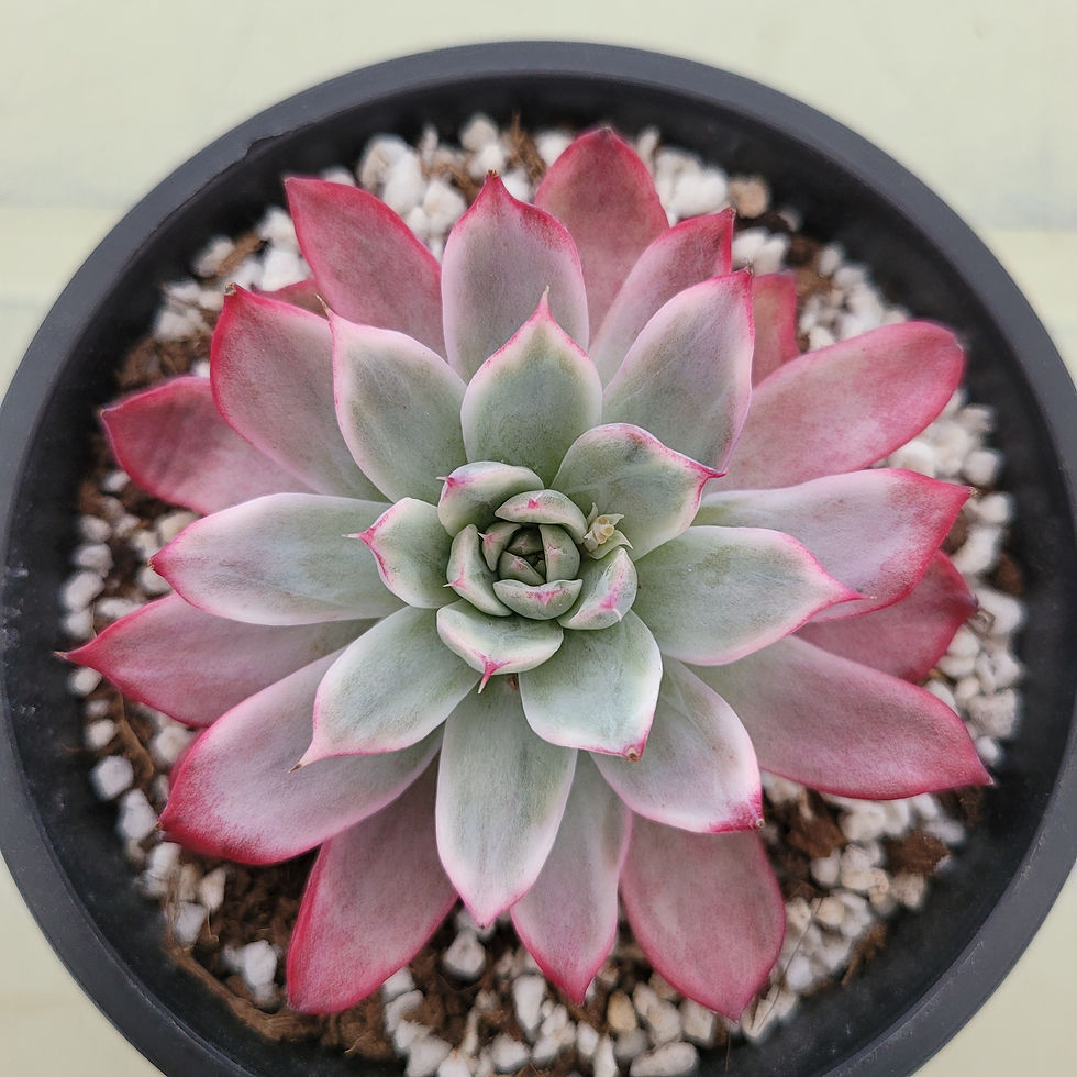 Thumbnail: Echeveria Uranus variegated 