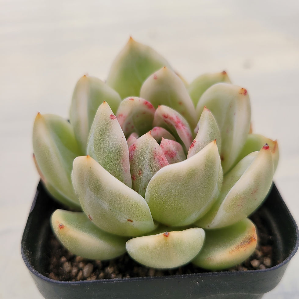 Thumbnail: Echeveria Champagne variegated 