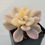 Thumbnail: Pachyveria Pachyphytodies variegated 