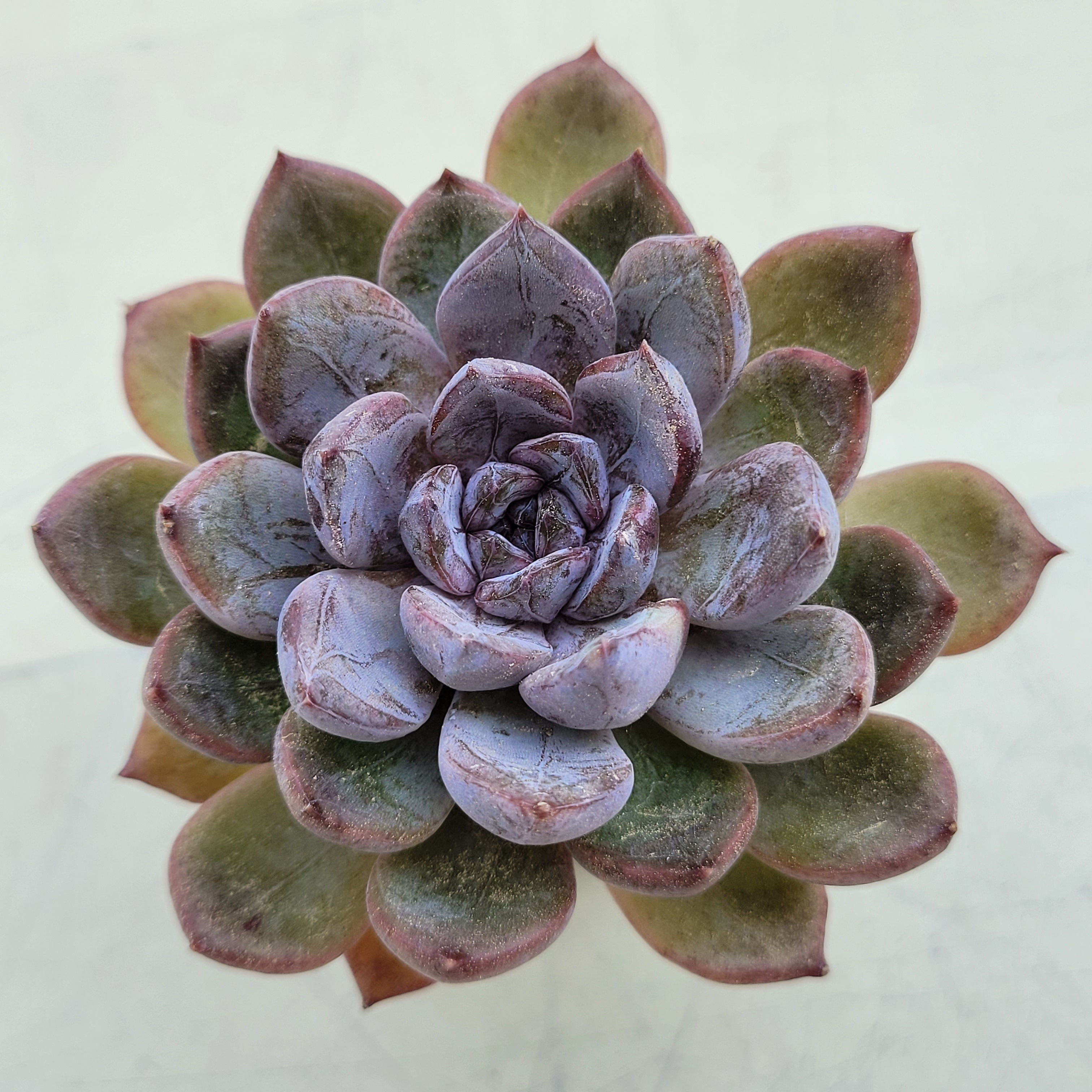 Echeveria Purple Stone 