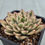 Thumbnail: Echeveria Alsnell variegated 