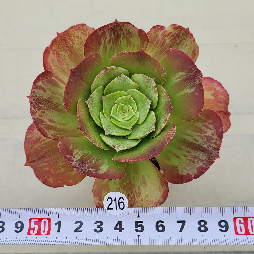 Thumbnail: Aeonium Taeyang variegated 