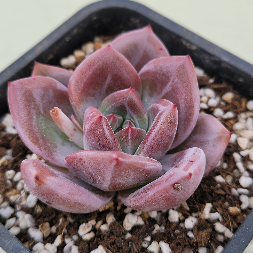 Thumbnail: Echeveria White Night 