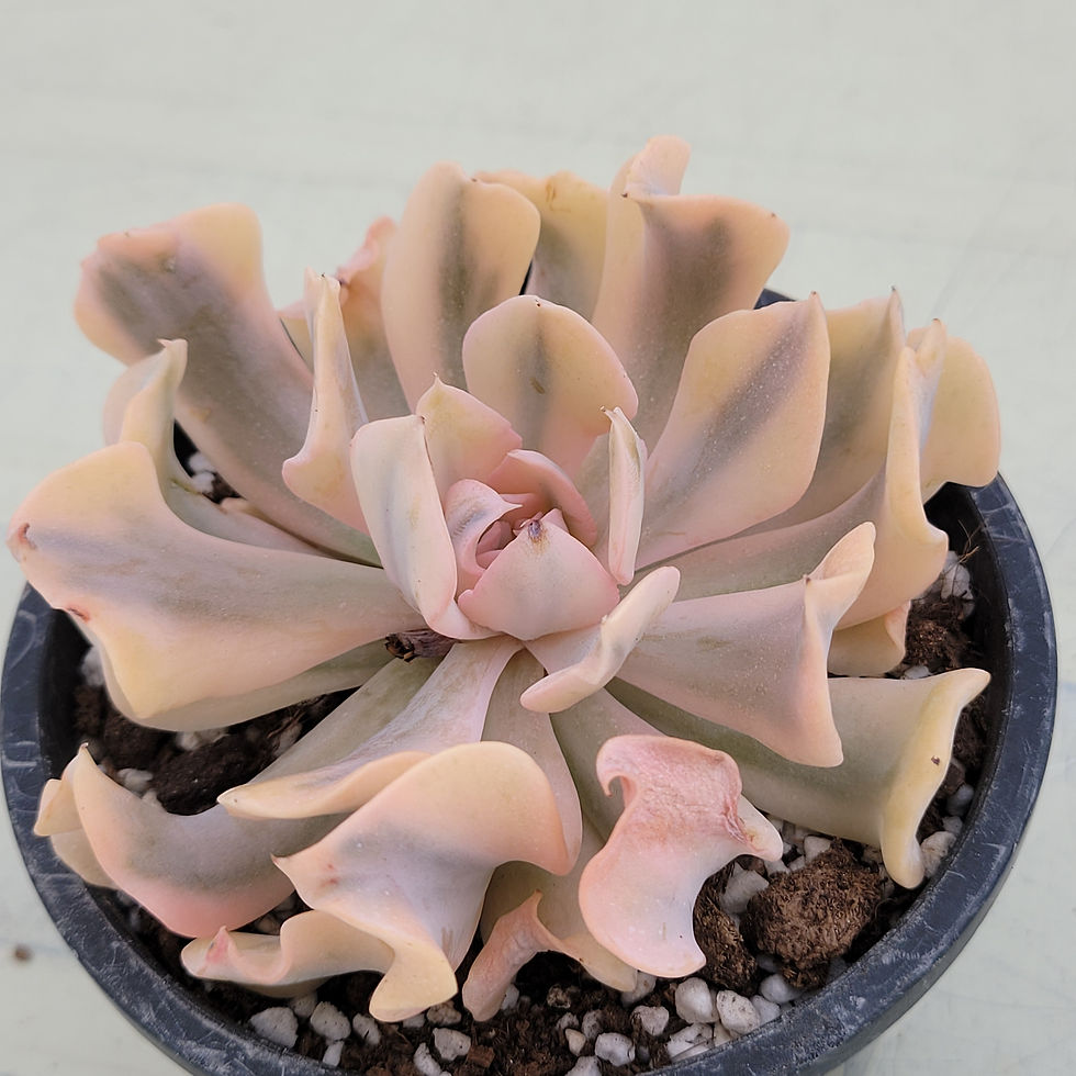Thumbnail: Echeveria Saffron variegated 