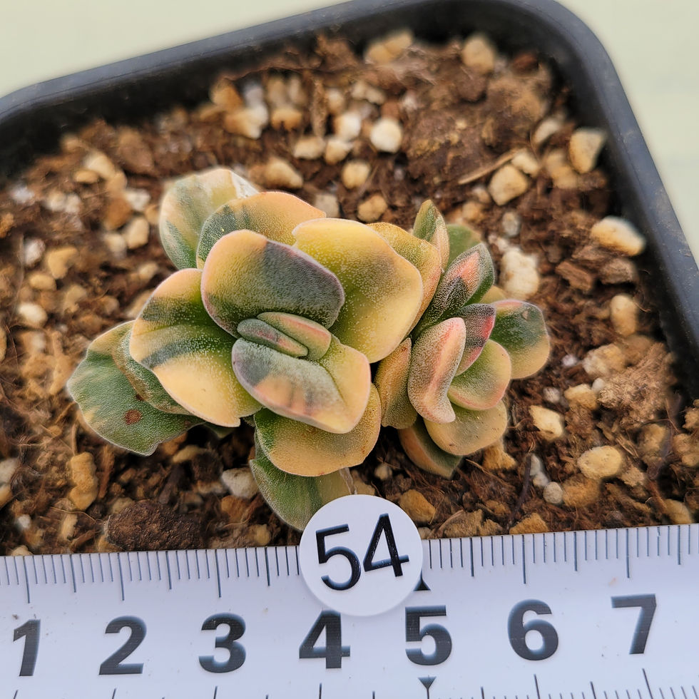 Thumbnail: Crassula Violetta variegated 