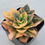 Thumbnail: Echeveria Minigosaong variegated 