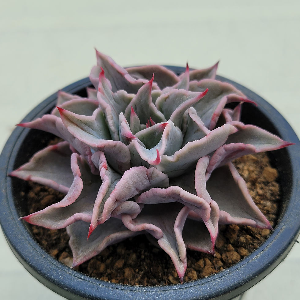 Thumbnail: Echeveria Madiba Blood Vein 