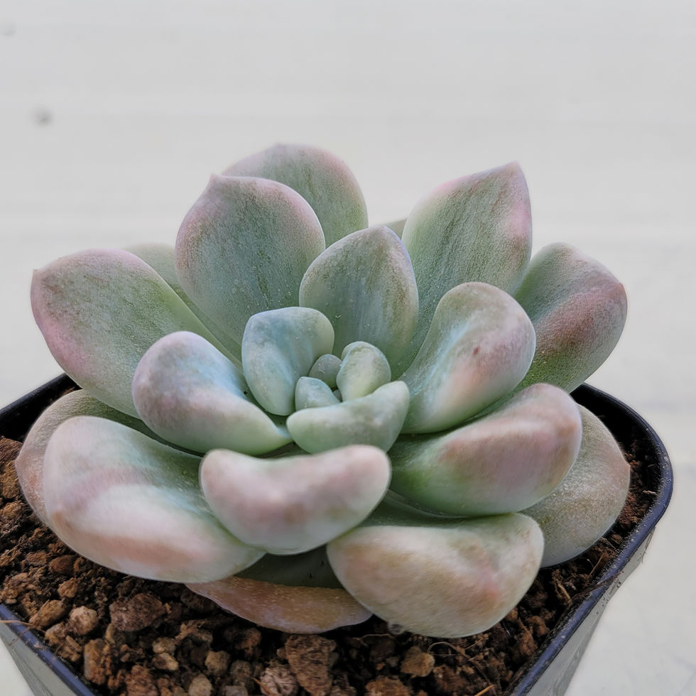 Thumbnail: Echeveria Bubble Bomb variegated 
