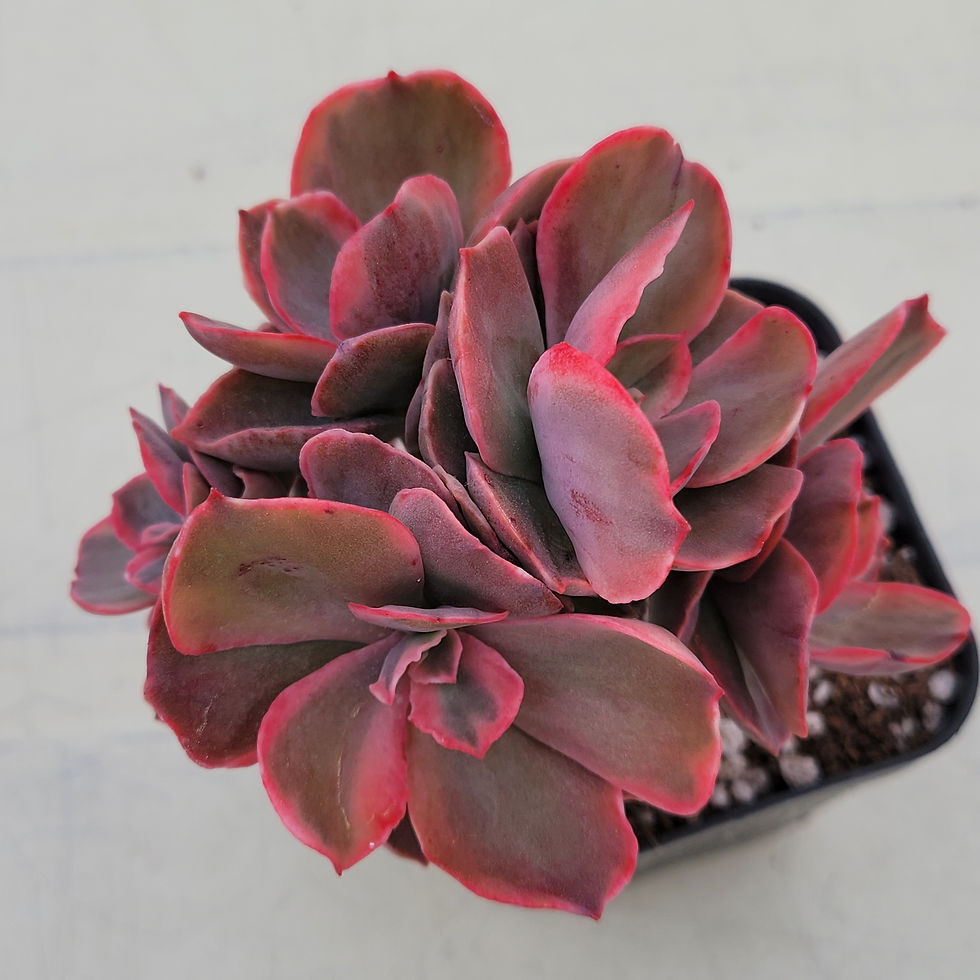 Thumbnail: Echeveria Roserock variegated cluster 