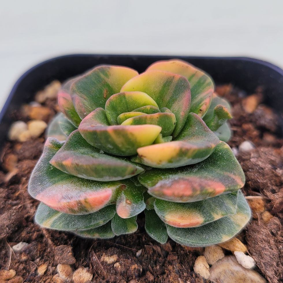 Thumbnail: Crassula Violetta variegated 