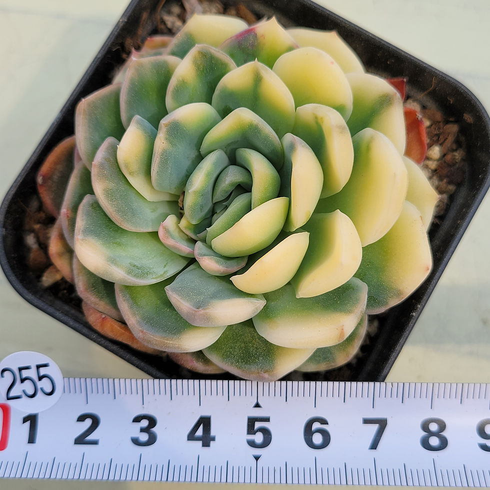 Thumbnail: Echeveria Super Elegance variegated 