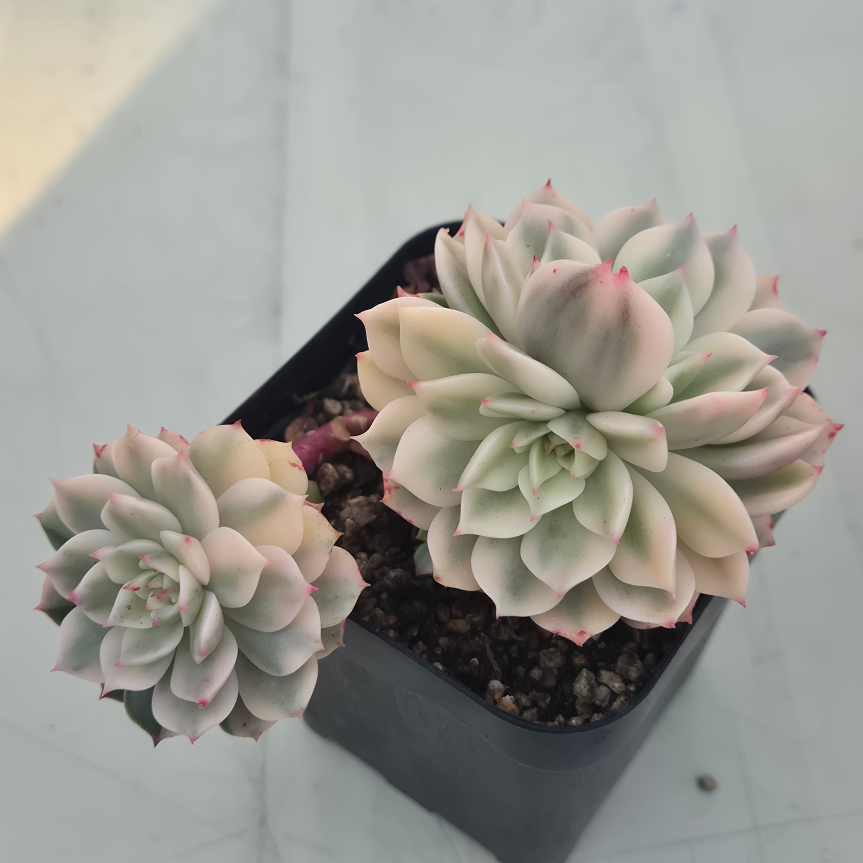 Echeveria Olivia White variegated cluster 