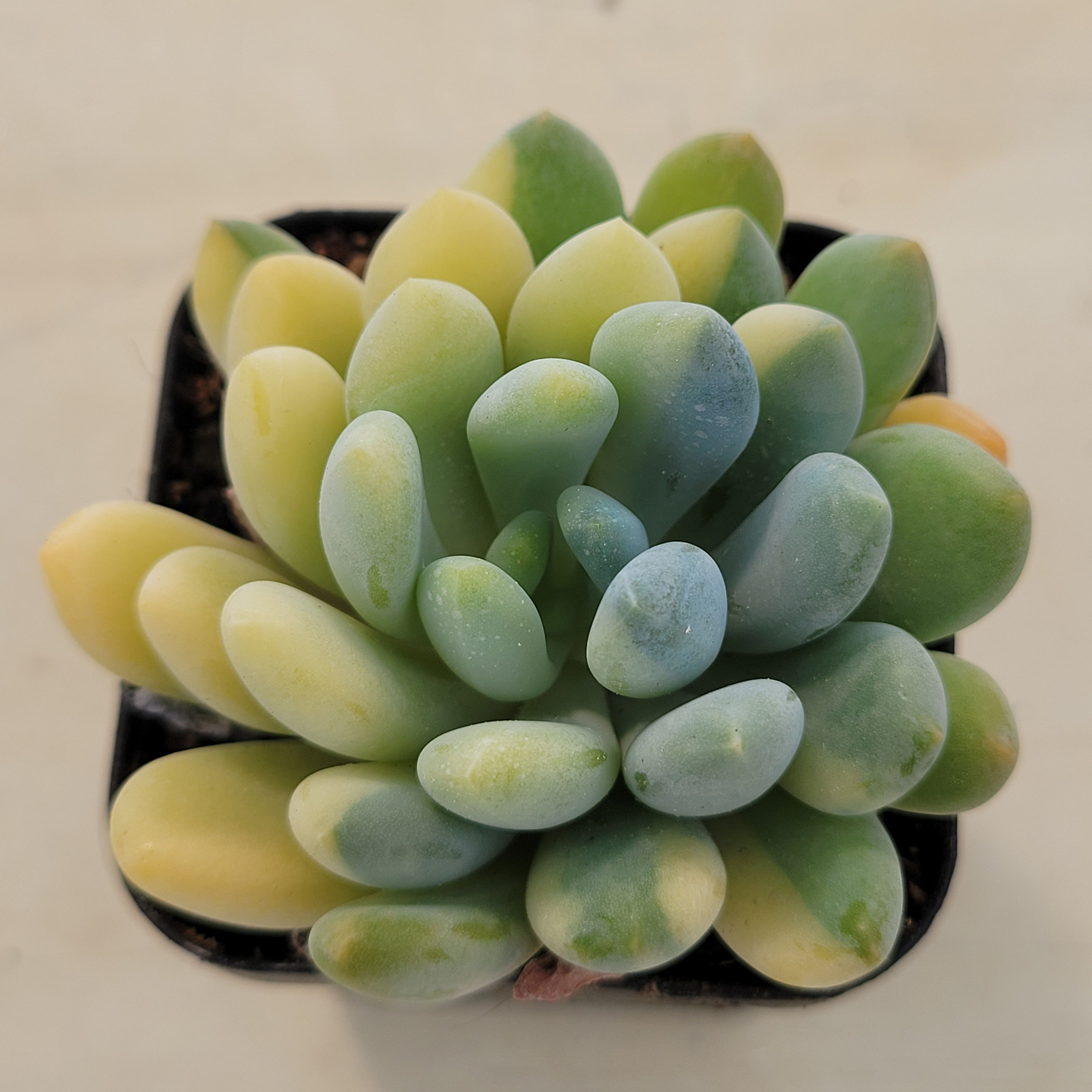 Pachyveria Pachyphytodies Walth variegated 