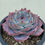 Thumbnail: Echeveria Diana 