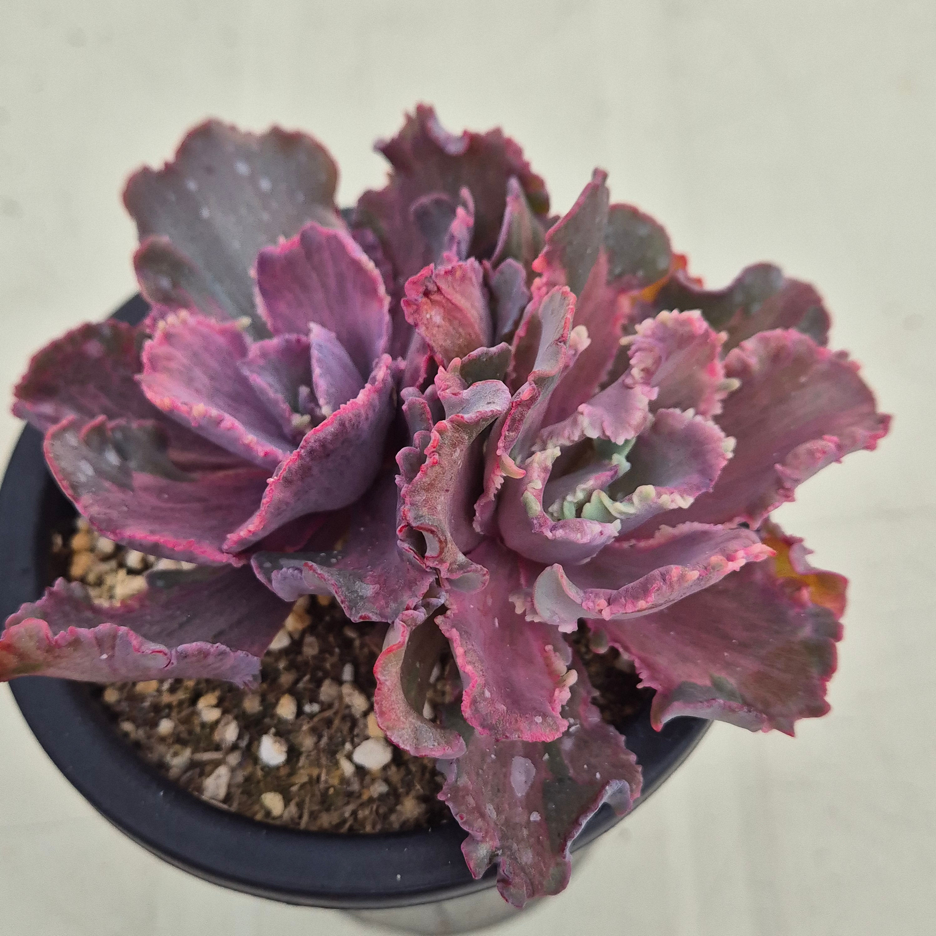 Echeveria Red Chantilly 'Dragon Fin ' variegated 