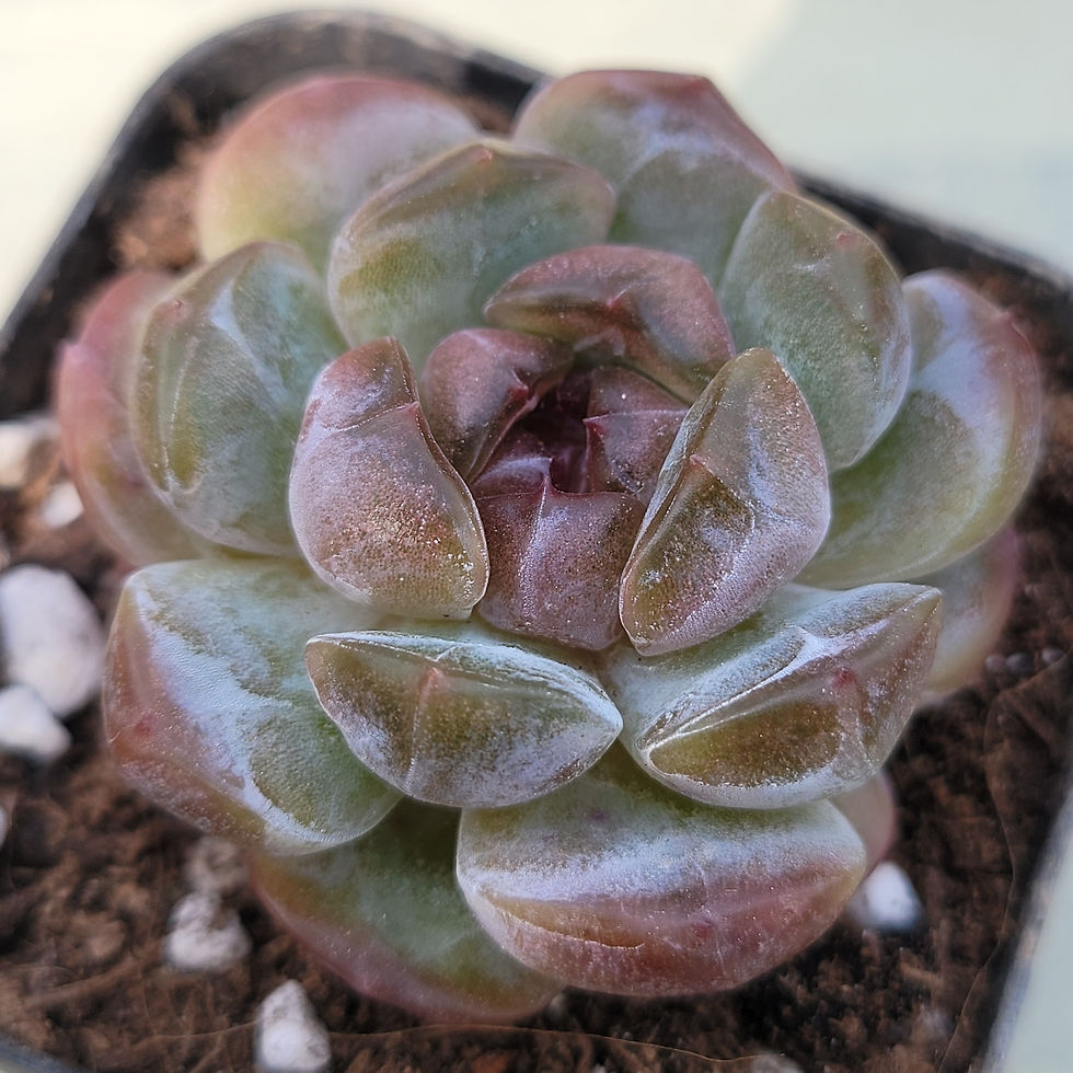 Thumbnail: Echeveria Black Christmas 