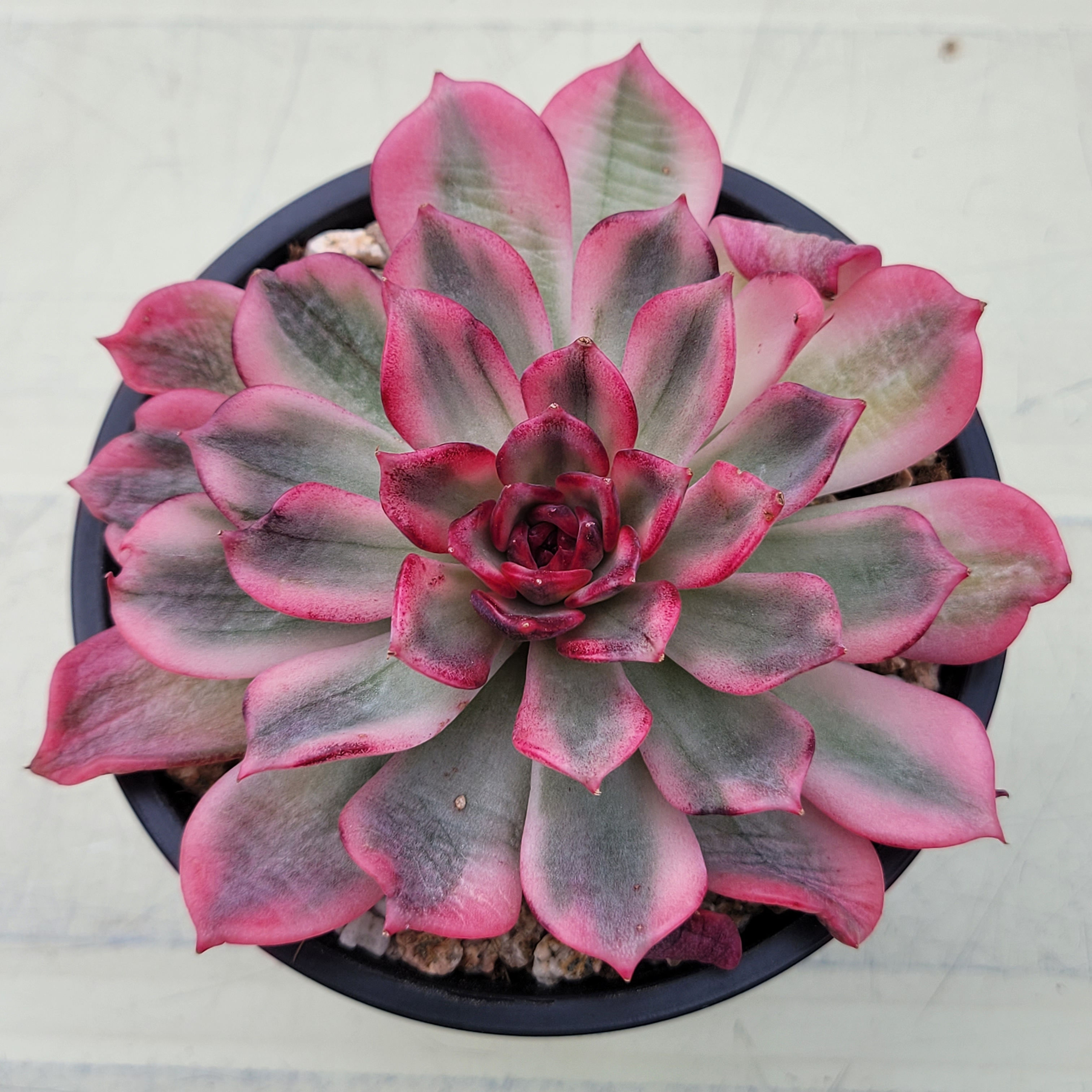Echeveria Midnight Love variegated 