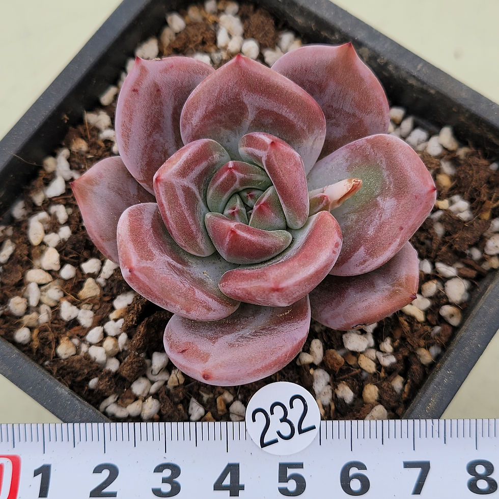 Thumbnail: Echeveria White Night 