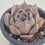 Thumbnail: Echeveria beauty lily