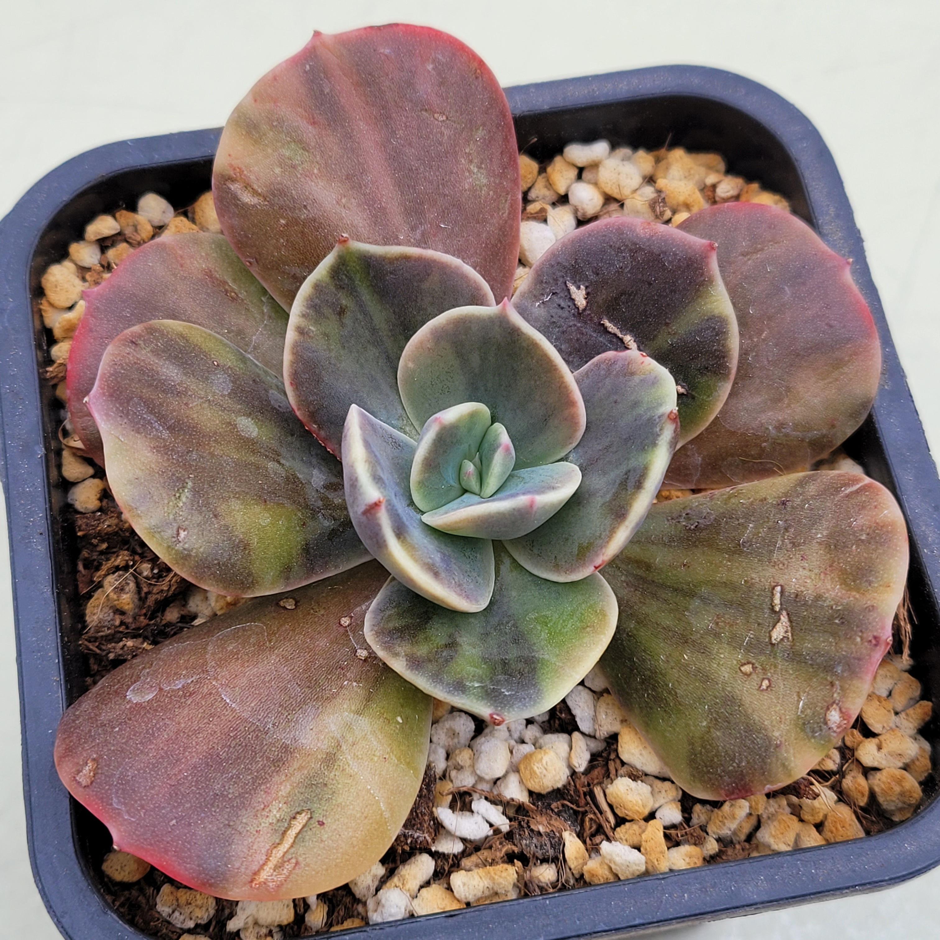 Echeveria Blue Metall variegated 