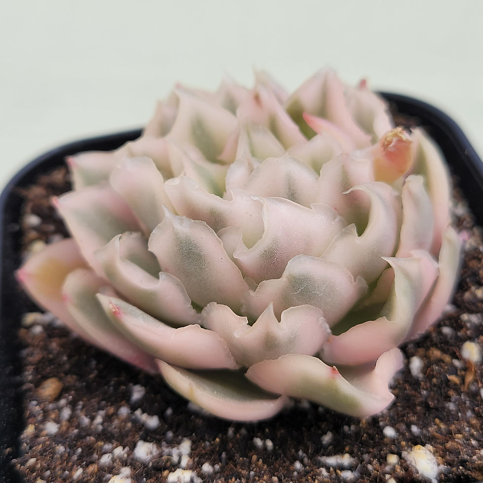 Thumbnail: Echeveria White Princess variegated 
