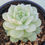 Thumbnail: Echeveria Californica queen variegated 