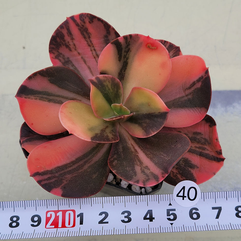 Thumbnail: Echeveria Prima Donna variegated 